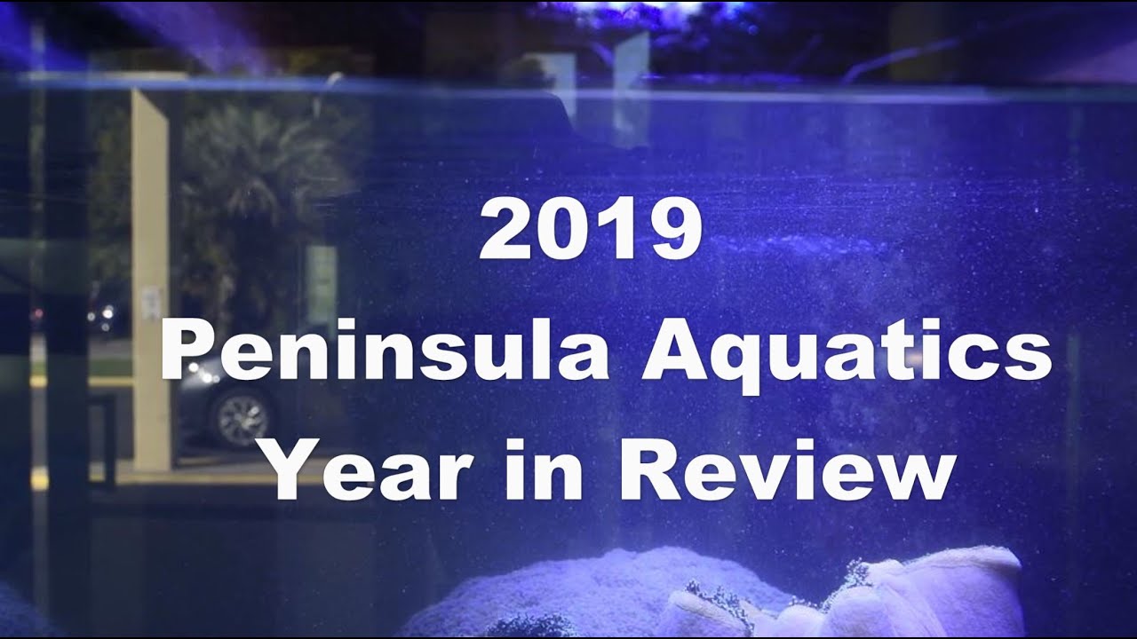 Peninsula Aquatics 2019 Year in Review | Aquarium Warehouse Build