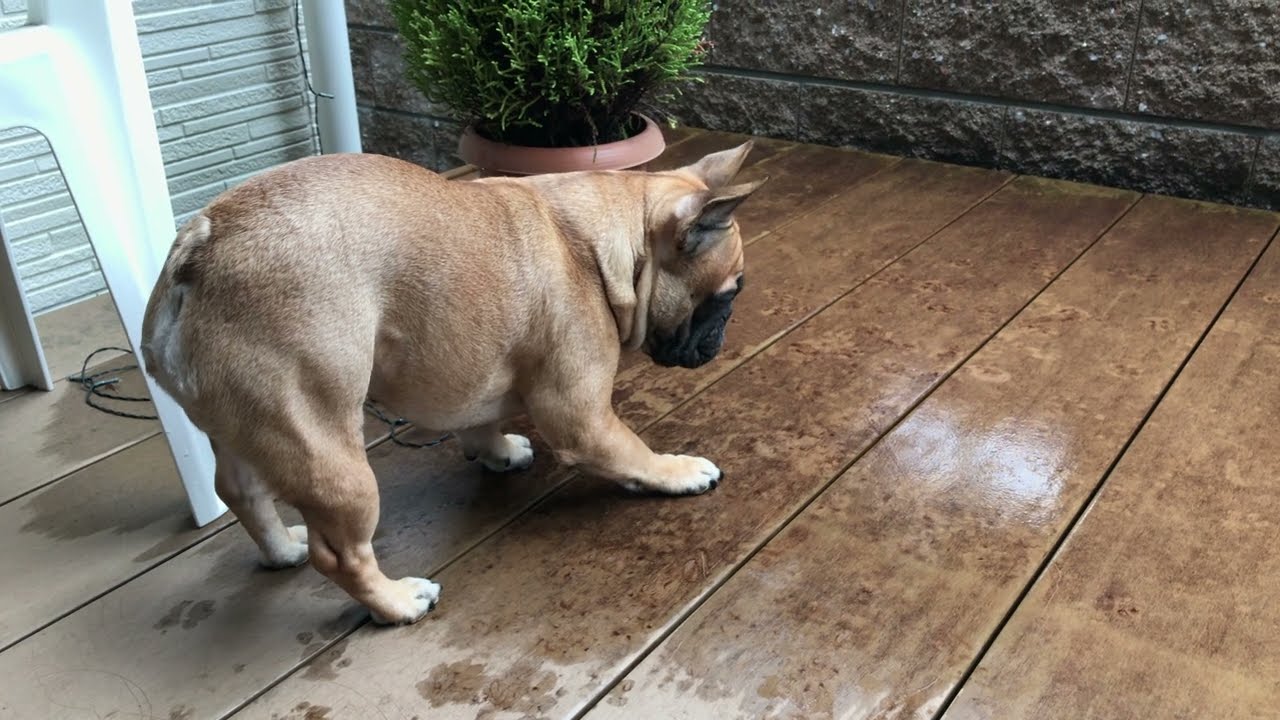 Raindrops Keep Falling on French Bulldog's Head, Part 2