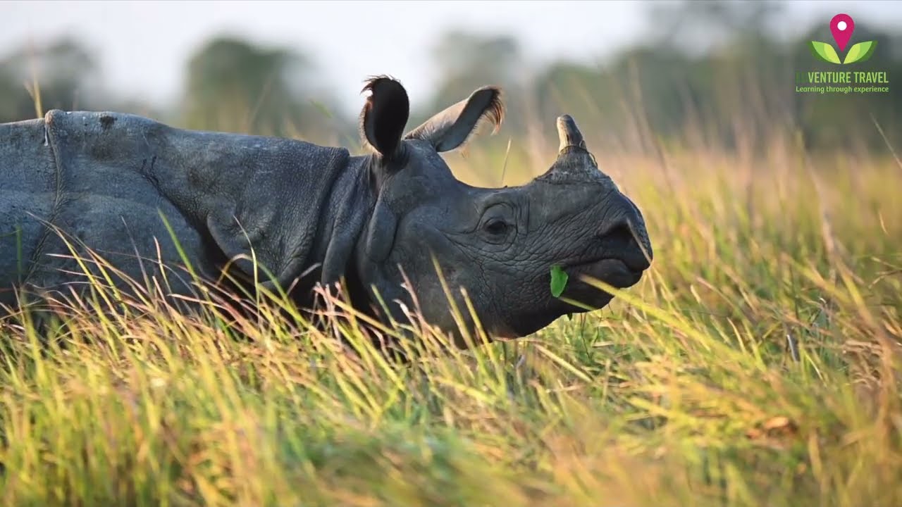 Edventure Travel - Kaziranga National Park: Wild Rhino and Tiger Safaris in Assam State, India
