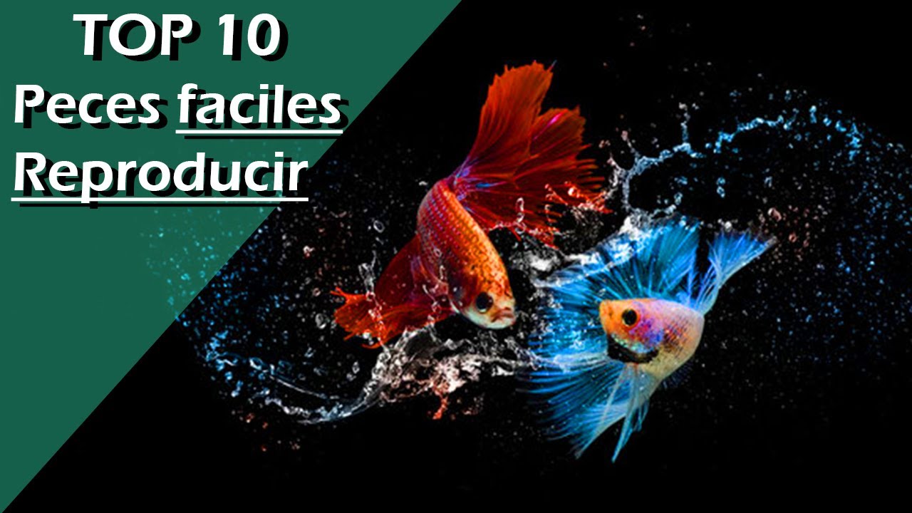 104🚸.- TOP 10 Peces FÁCILES de REPRODUCIR (¡NO SON los Típicos Guppy, Molly, Platy o Xipho!)