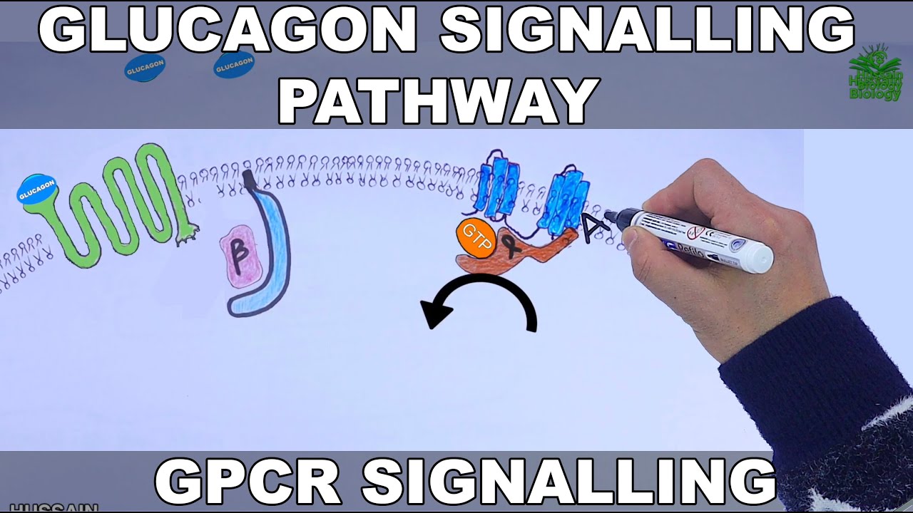Glucagon Signalling Pathway | GPCR Signalling