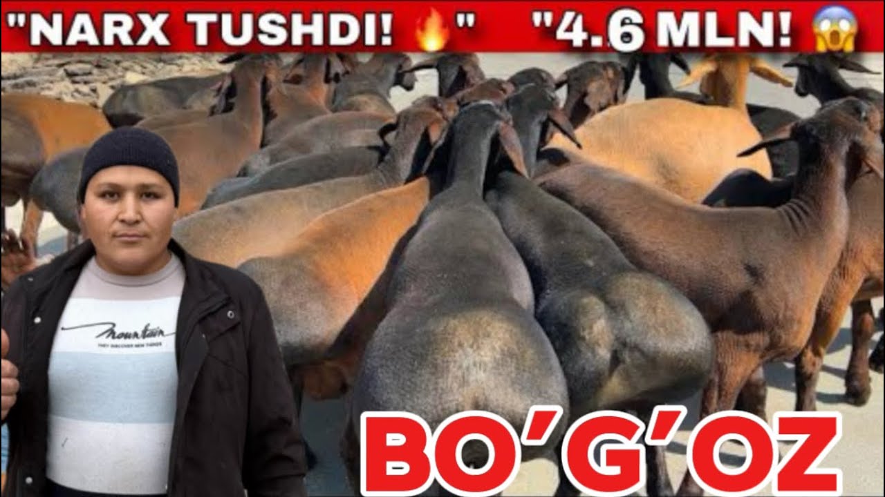 4.6 MLN DAN DONIYORBEK ARZONCHIGA KATTA PARTIYALAR KELDI ARZON NARHLARDA SHOSHLING 