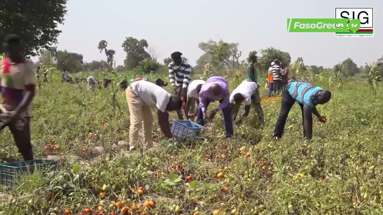 Production de la tomate : le Directeur Général de la SOBTO encourage les producteurs des Banwa