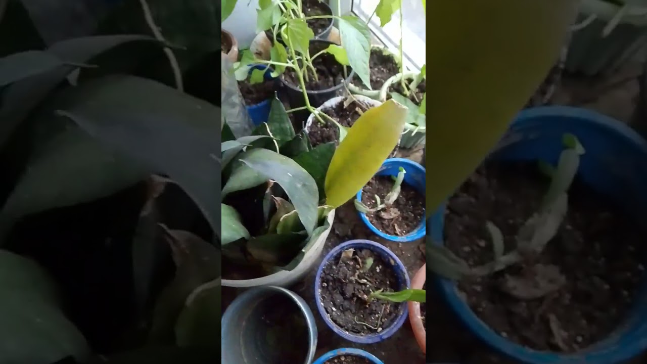 Цветы воду и удабрение дала4 февраля 2026 г.