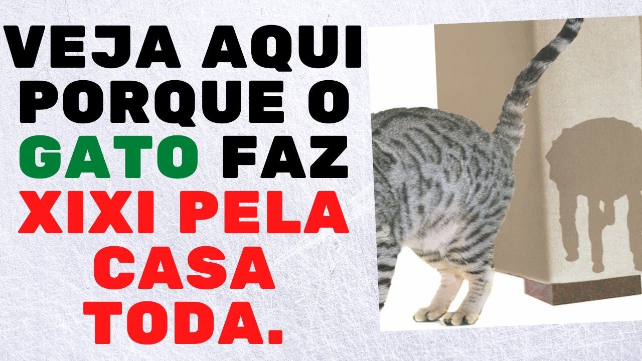 VEJA OS MOTIVOS E COMO RESOLVER O PROBLEMA DO GATO QUE FAZ XIXI PELA CASA TODA.