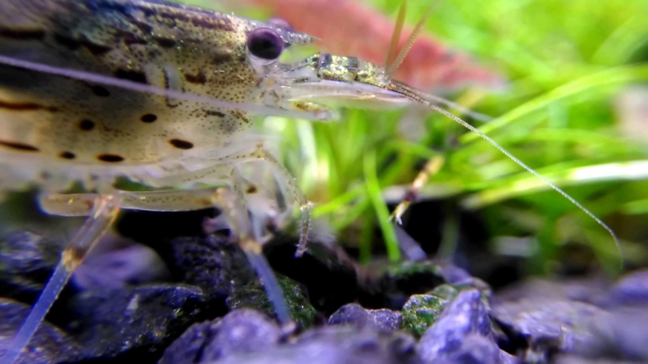 Krewetka Amano vs. Krasnorosty - Amano shrimp working
