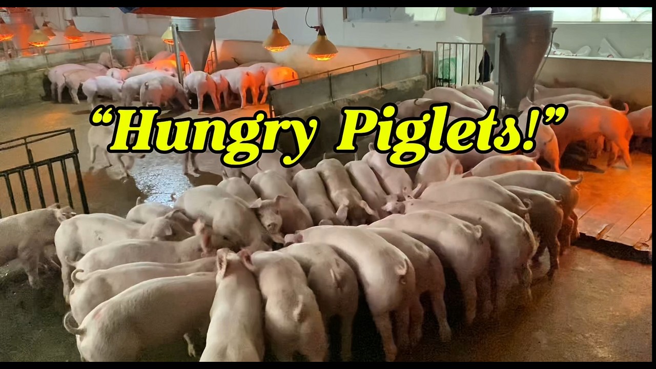 Weaning Piglets Feeding Time | Pig Farm Routine