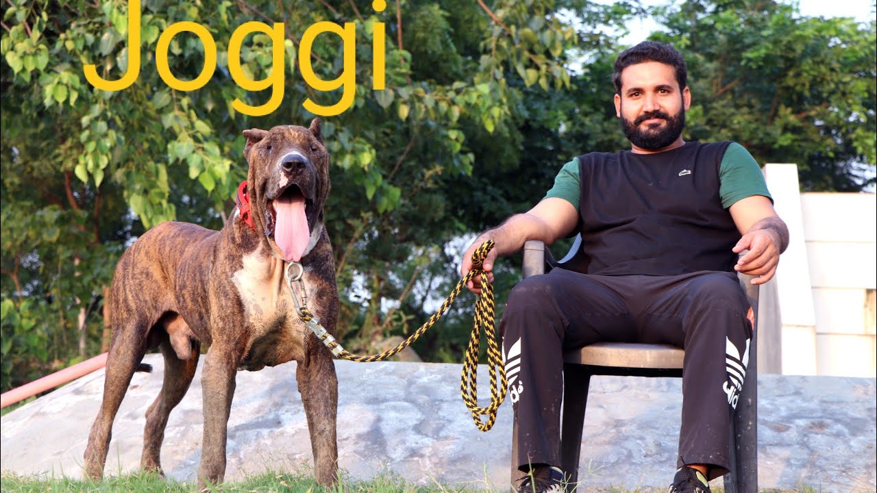 Joggi@ Bully dog's in India .Born with world best blood. Ultimate dog and best producer❤️