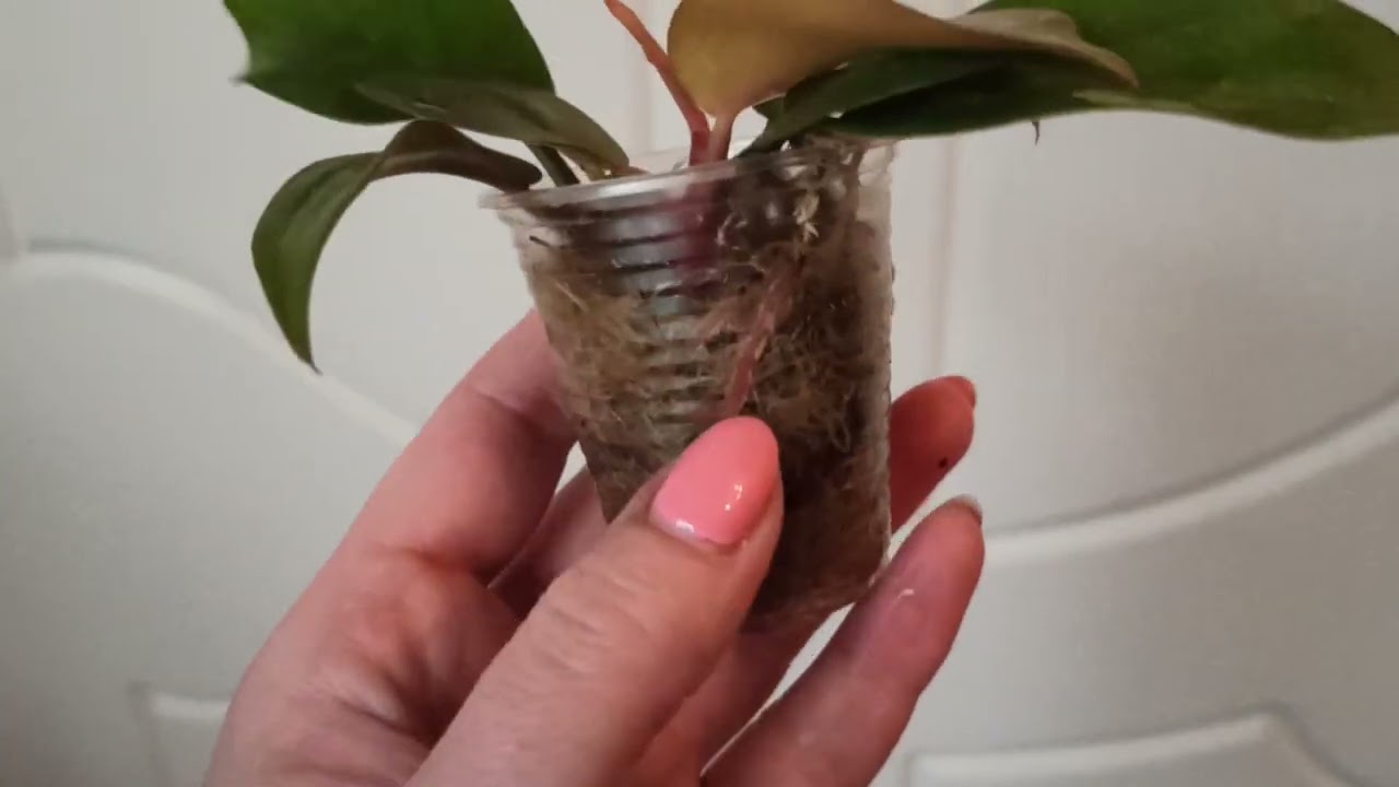 Филодендрон Тортум тронулся в рост,уррраааа🌱
