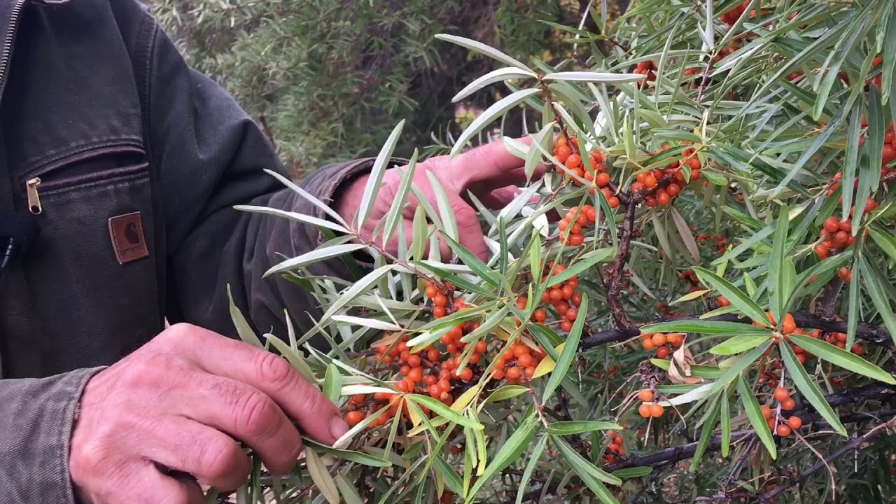 Sea Buckthorn - How to Grow with Michael Pilarski 