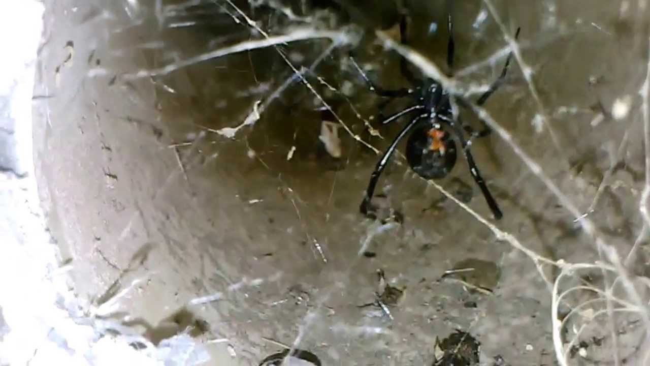 Western Black Widow Spiders in the bike tunnels of Phoenix