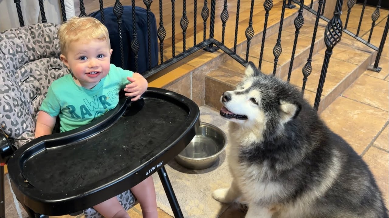 Adorable baby Boy Learns To Howl With His Dogs! (Cutest Ever!!)