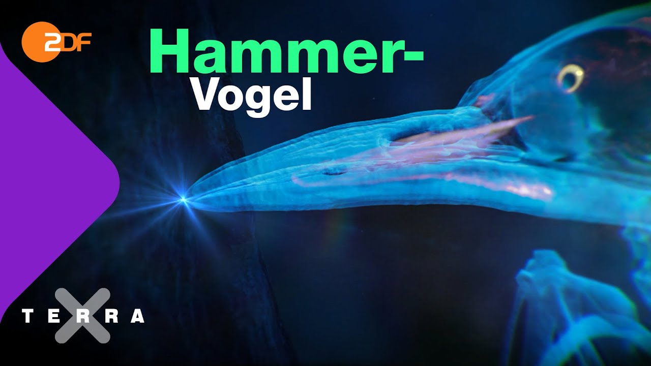 Darum bekommt der Specht keine Kopfschmerzen | Terra X plus