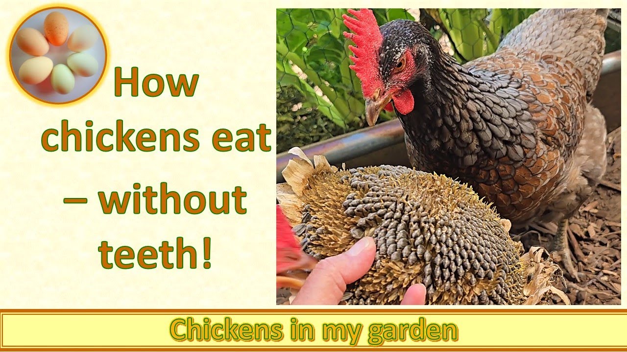 How chickens eat - their digestive system explained
