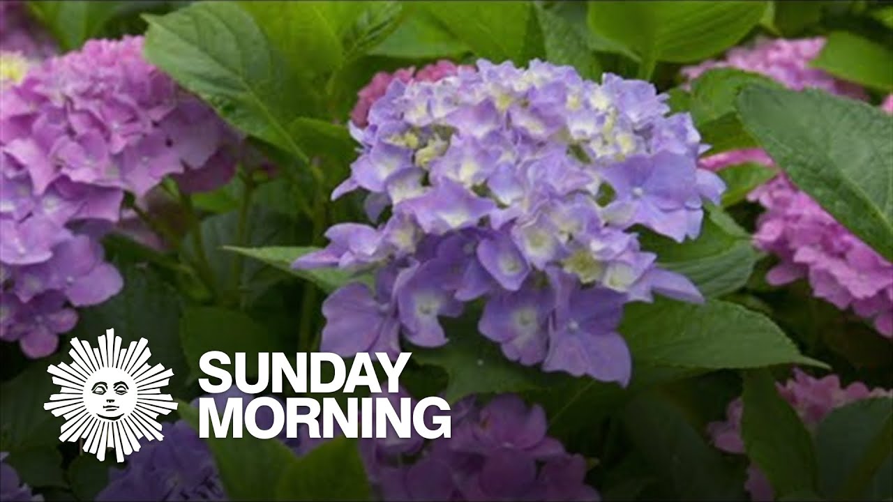 The magic of hydrangeas