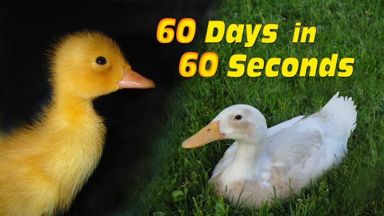 Duck growth day by day from day 1 to day 60 | Duckling to duck | Duck growth time lapse