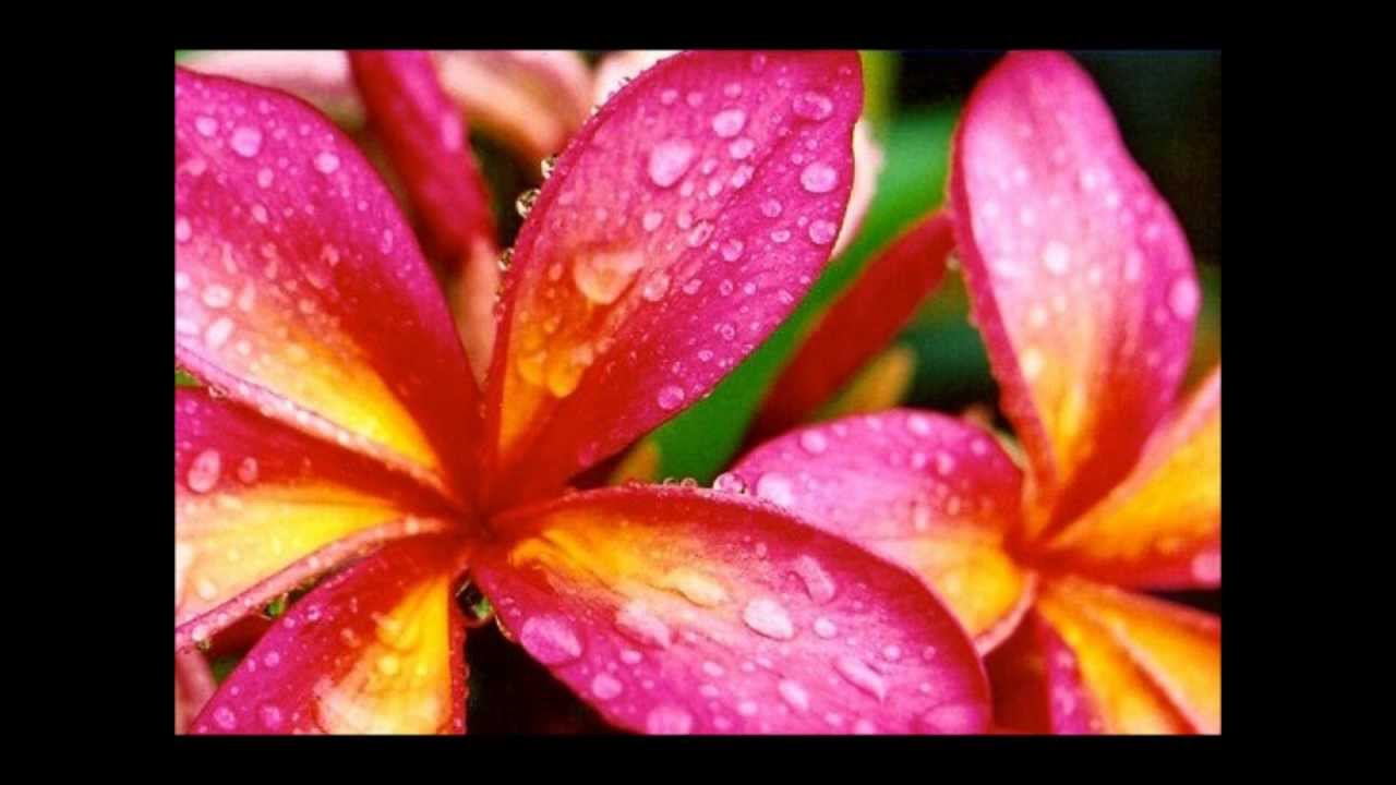 Tongan Song ~ Si'i Lolo