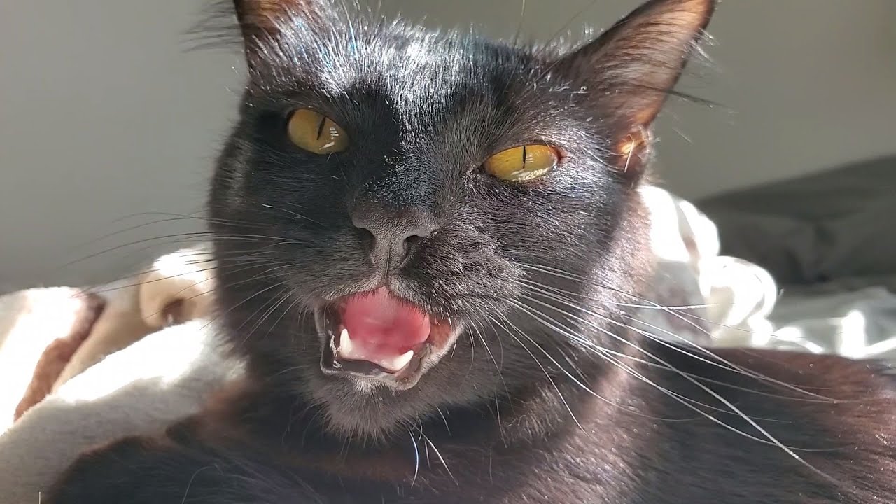 Zinia naptime super cute chatter meow weird strange talking cat