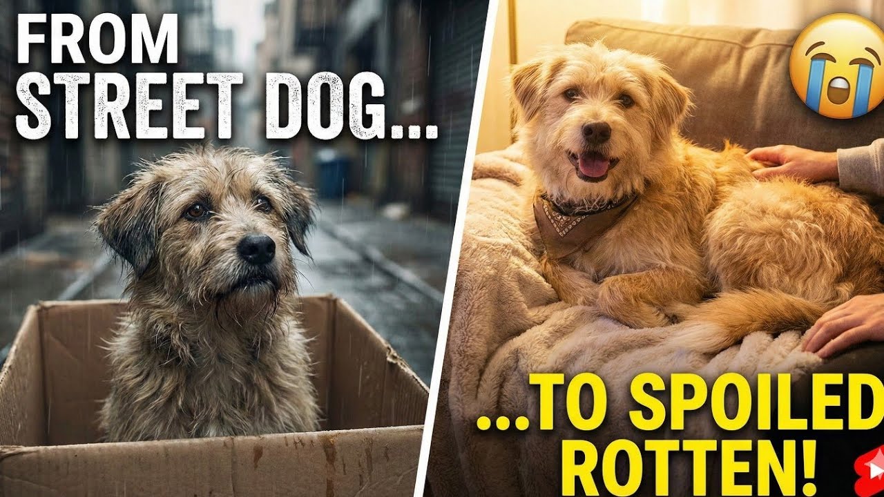 From Street Dog to Spoiled Rotten: A Rescue Story That Will Make You Cry