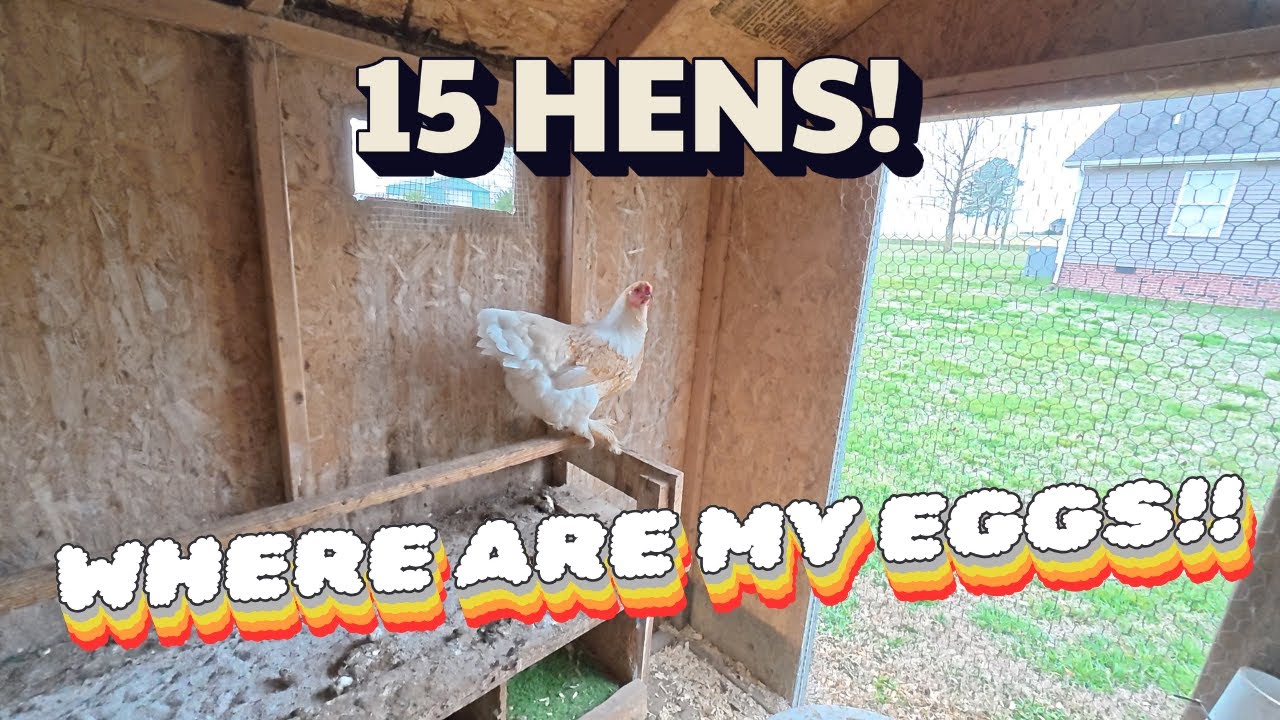 Eggless in Tennessee | The Saga Continues.