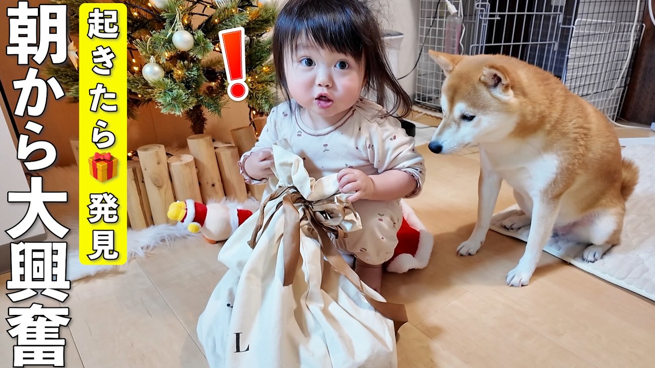 クリスマスの朝にプレゼントを発見して大興奮する2歳児と柴犬が可愛すぎました笑