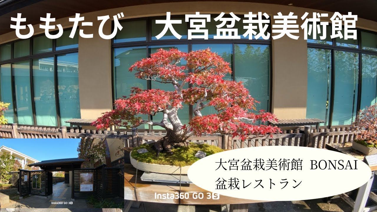 もも旅🍑　埼玉　大宮盆栽美術館