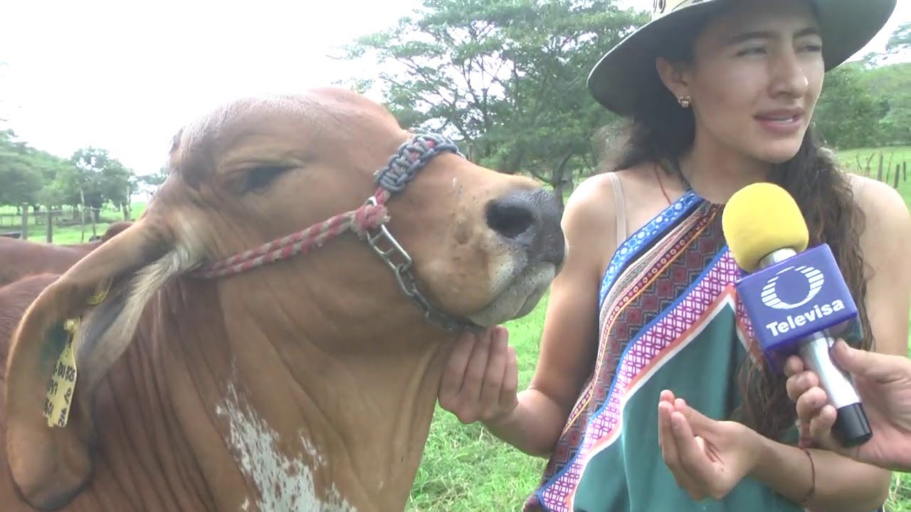 BRAHMAN ROJO; LA COMBINACIÒN DE DIVERSOS TOROS PARA ALCANZAR EL PROTOTIPO MEXICANO.