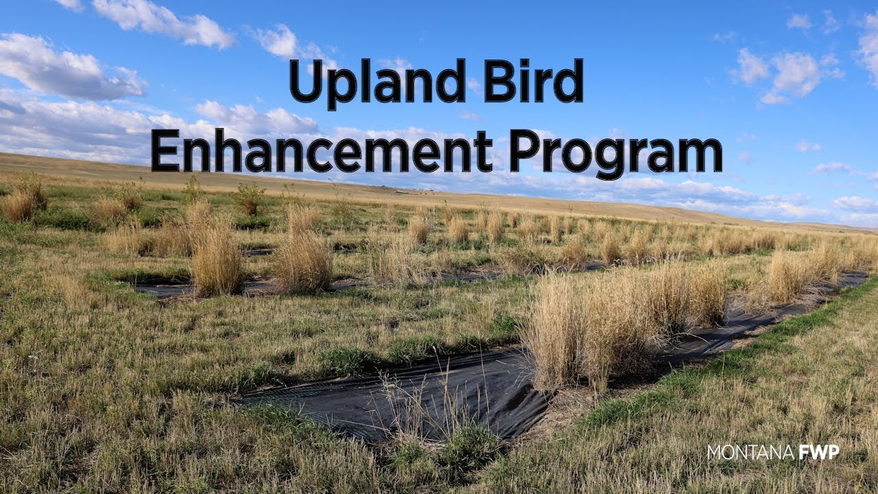 Upland Game Bird Enhancement Program