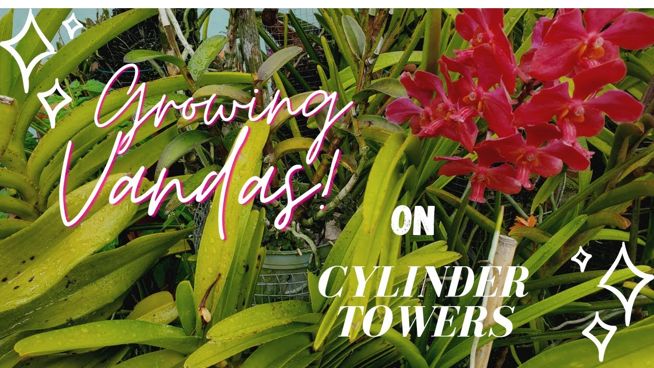 Growing Vanda and Mokara  orchids on galvanized cylinder towers