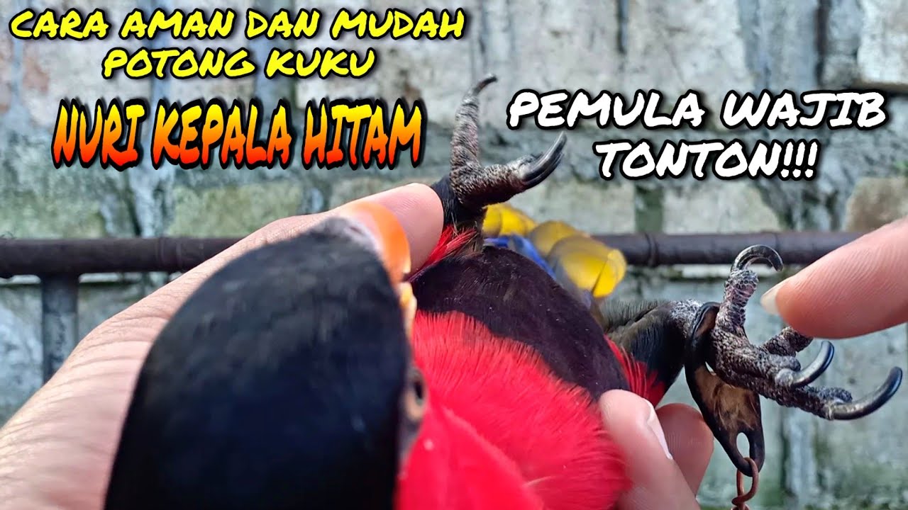 Cara aman dan mudah potong kuku burung nuri kepala hitam, Pemula wajib tonton!!!