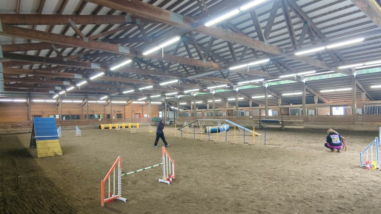 Paris' Redbone Coonhound Agility Practice -- 2.3.26 Class unedited 