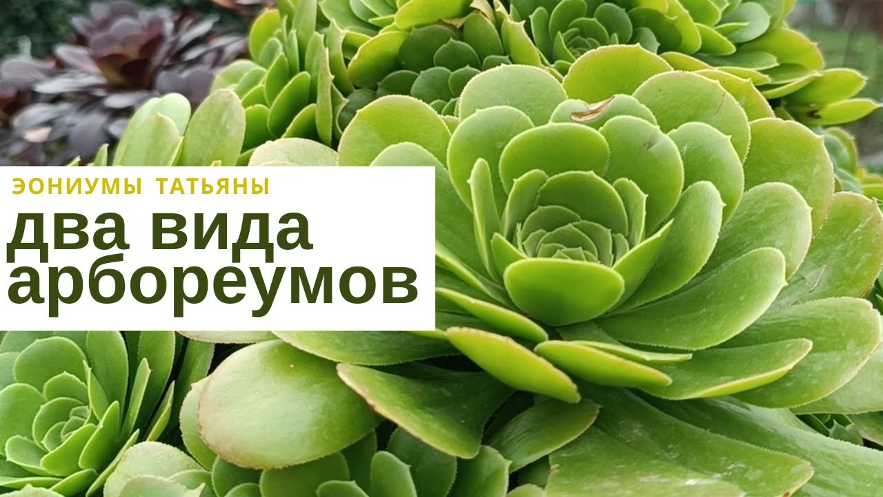 №226 Два вида зеленых арборуемов