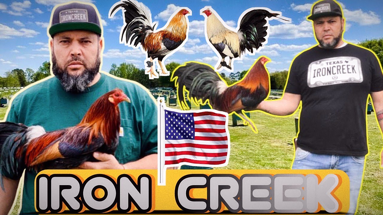 Pies De Cr&iacute;a /Iron Creek Alfredo Flores Texas 🇺🇸🐓🐓🔥🔥🔥