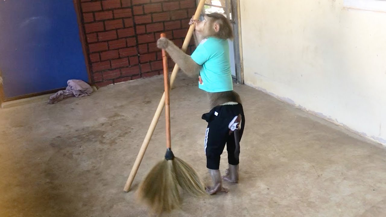 Smart Jason Restless Take Two Brooms To Help Cleaning Whole House
