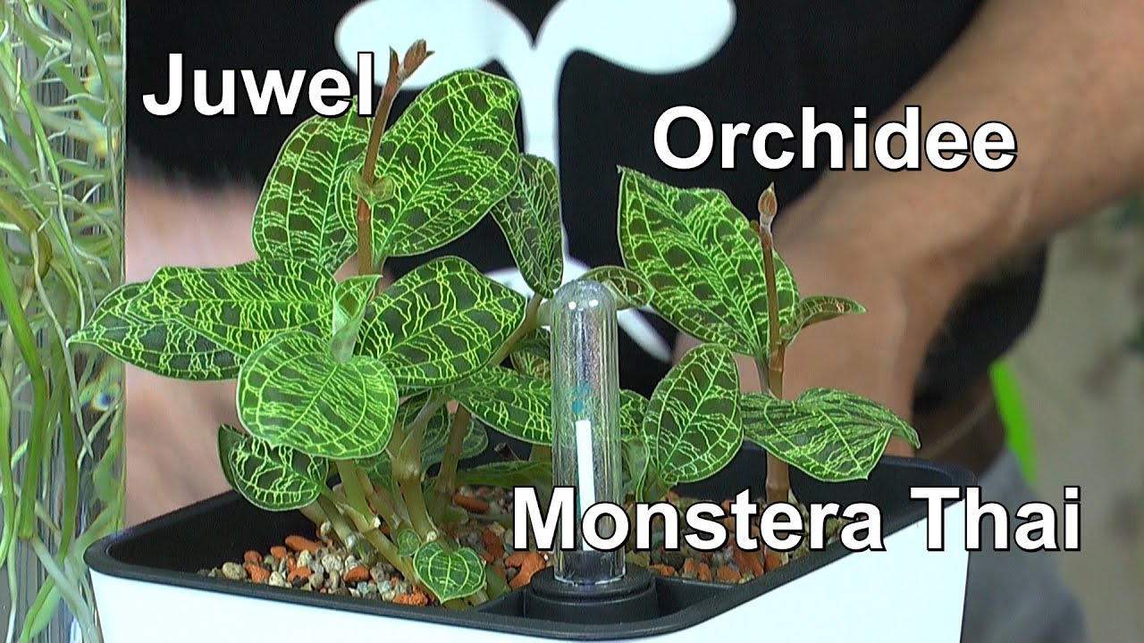 Monstera Thai Constellation im Wasser. Juwelorchidee im Vulkaflor. Brutblatt schneiden und Dschungel