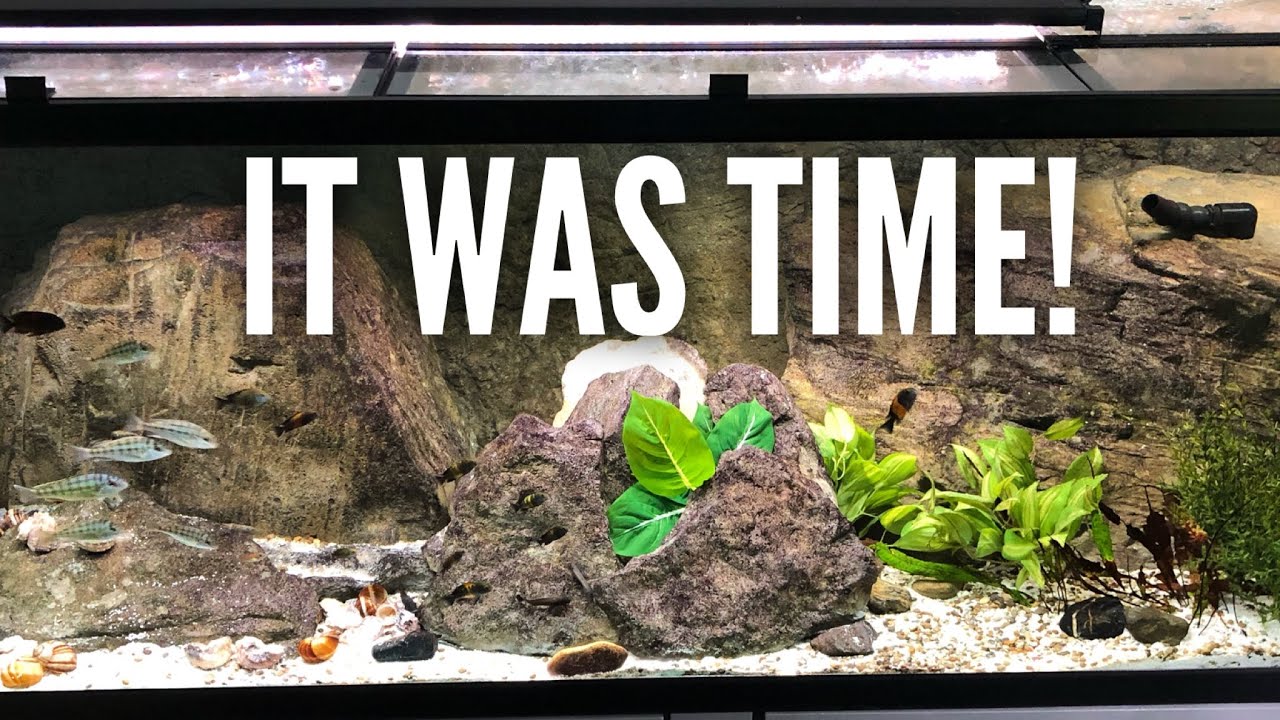 Breaking down the Tropheus tank!