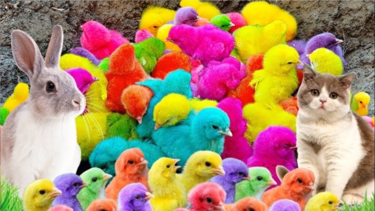 World Cute Chickens, Colorful Chickens, Rainbows Chickens, Cute Ducks