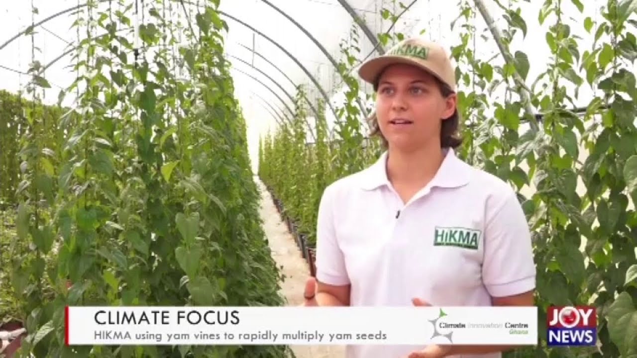 Climate Focus: HIKMA using yam vines to rapidly multiply yam seeds (4-8-20)