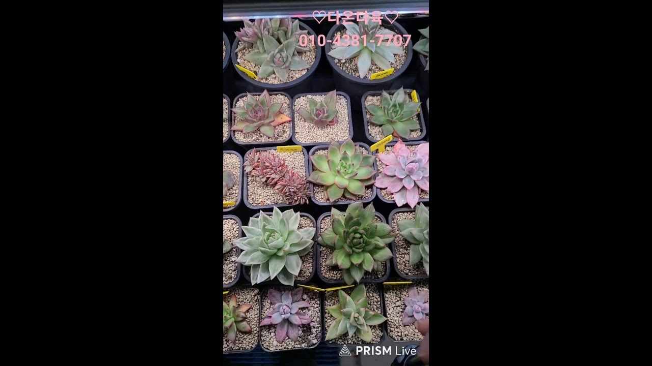 피움다육 라이브 방송