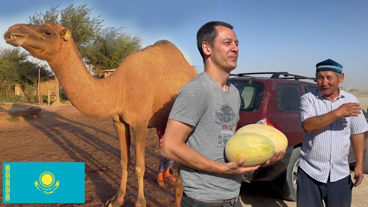 Life on a Camel Farm in Southern Kazakhstan | Shubat & Rural Culture 🇰🇿