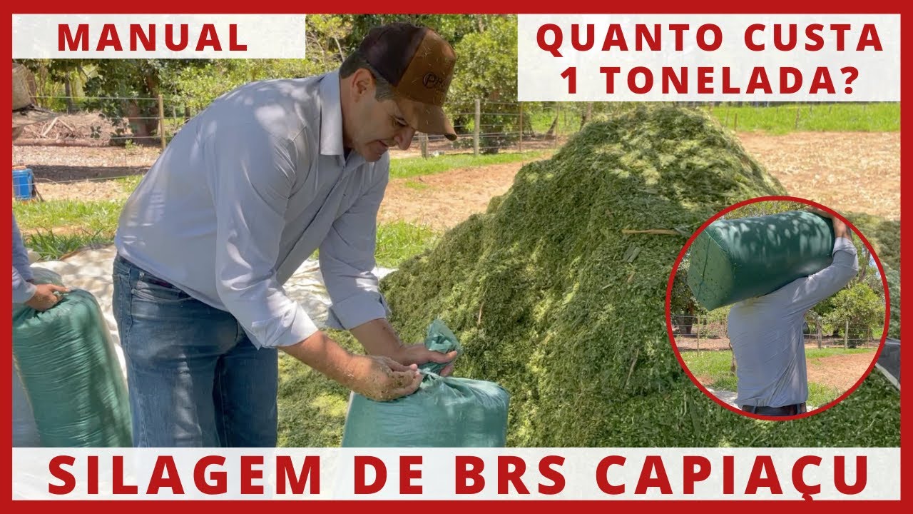 QUANTO CUSTA PARA PRODUZIR 1 TONELADA DE SILAGEM DE BRS CAPIAÇU MANUALMENTE