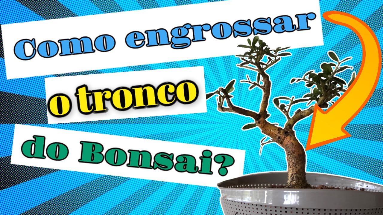 Como engrossar o tronco do Bonsai