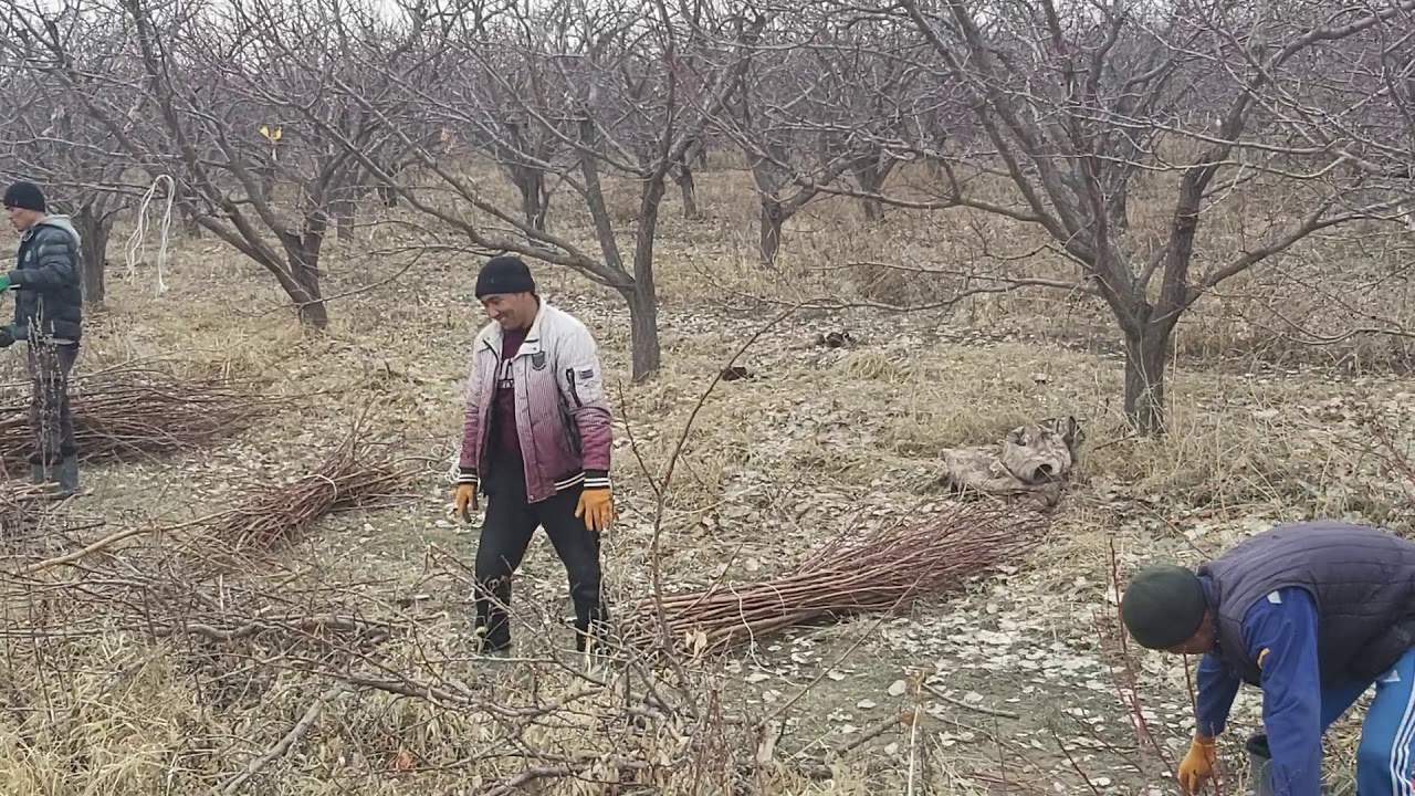 Село надек