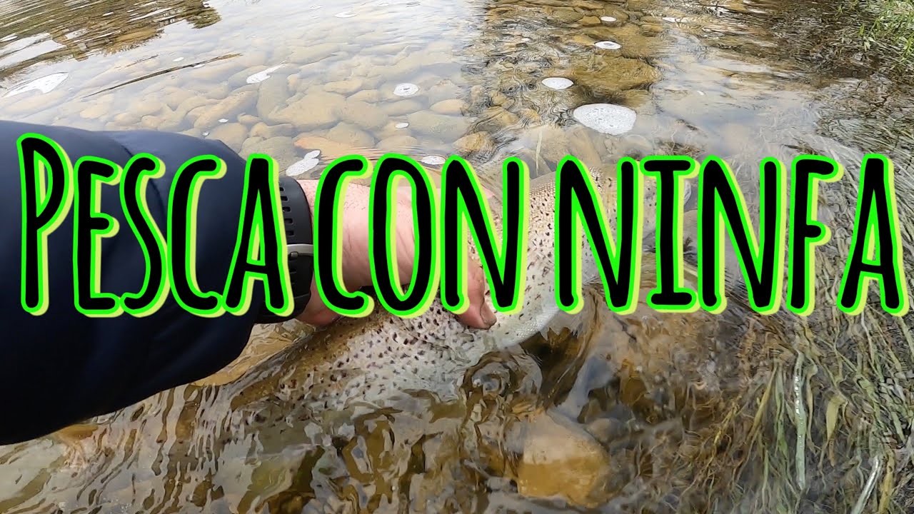 Pesca de #trucha a ninfa