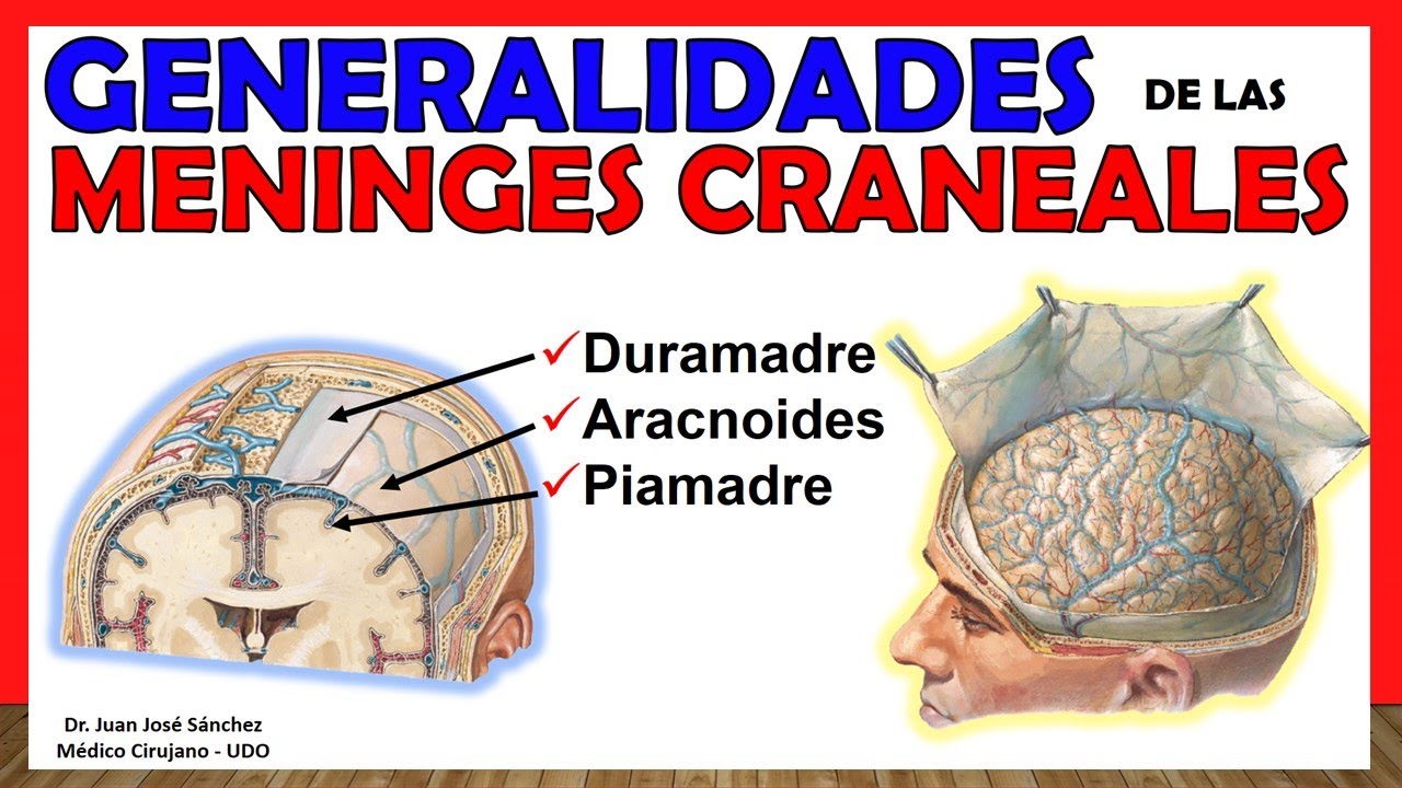 🥇MENINGES CRANEALES - Generalidades- (Duramadre, Aracnoides, Piamadre) ¡Explicación Sencilla!