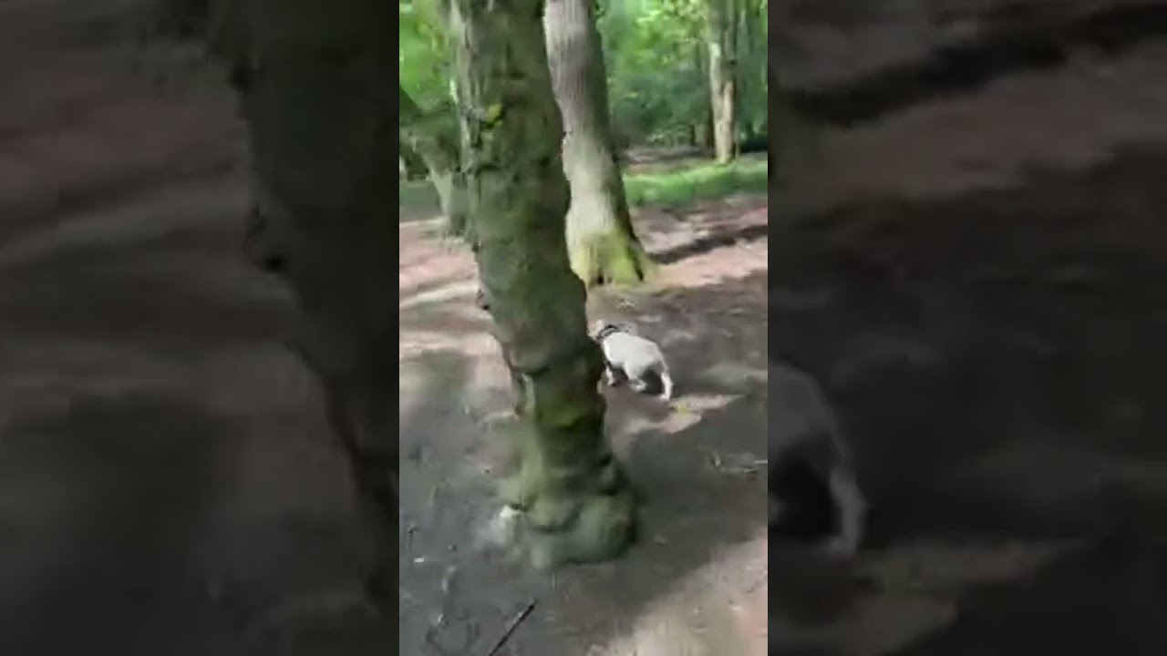 Boujee bullies )) 
