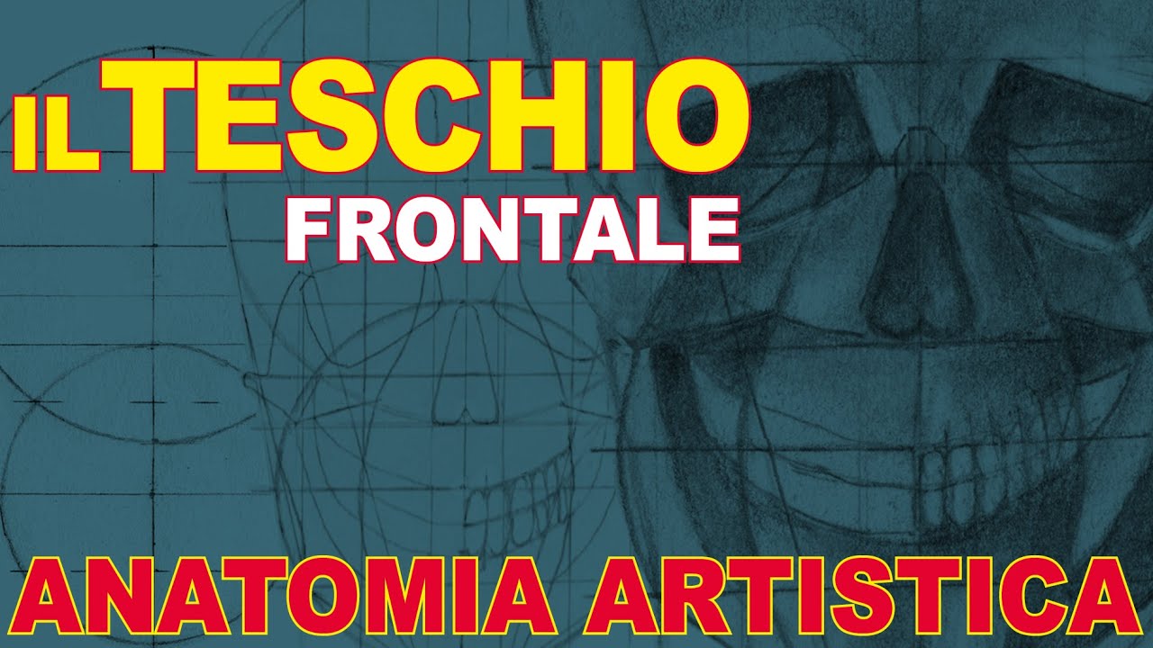 Anatomia artistica disegnare il teschio frontale