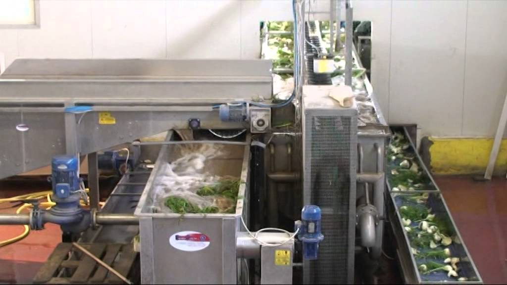 LINEA LAVORAZIONE FINOCCHI