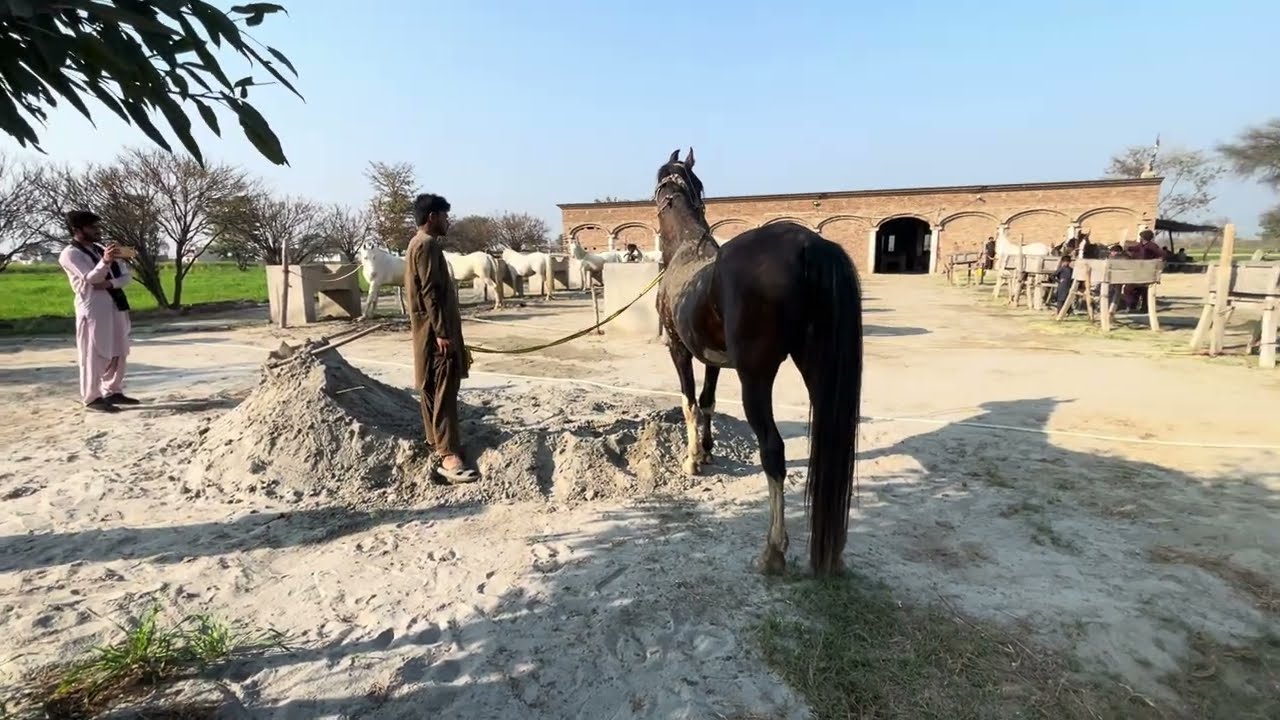 Beauitful Horse