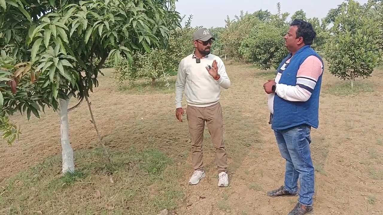 आम के पौधे में कौन सा पालतू जानवर का मूत्र डालने से 3फायदे होते हैं